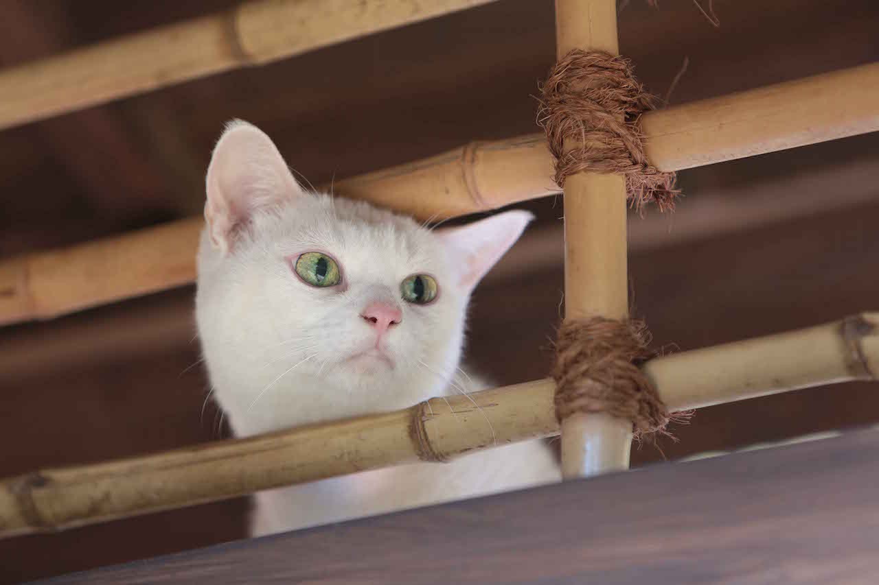 あなご