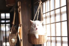 猫侍 玉之丞 江戸へ行く ソフト化 白猫あなごの初出しショットが大量公開 映画ナタリー