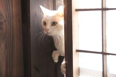 猫侍 玉之丞 江戸へ行く ソフト化 白猫あなごの初出しショットが大量公開 映画ナタリー