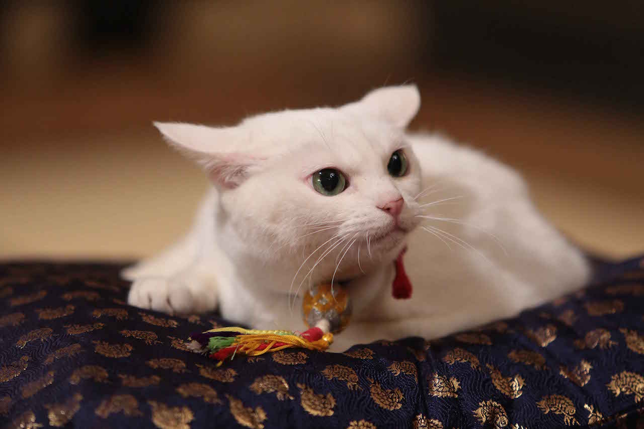 あなご