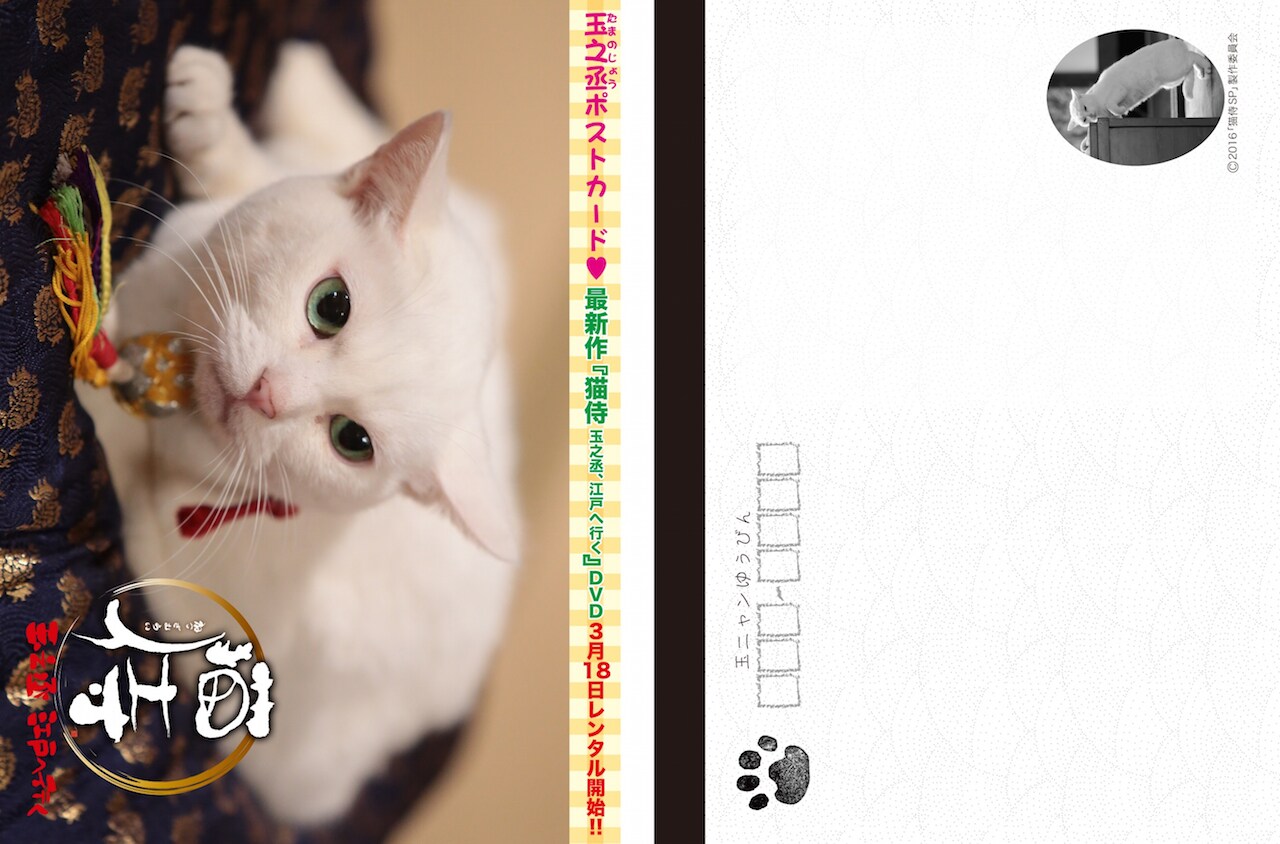 白猫ページです。 ねこぱんち115号の付録・玉之丞ポストカード。 [画像ギャラリー 7/76