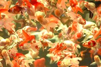 ステージ後方に設置された水槽で泳ぐ金魚。