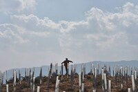 「林こずえの業（わざ）」