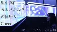 「リップヴァンウィンクルの花嫁」Web用新ポスター (c)RVWフィルムパートナーズ