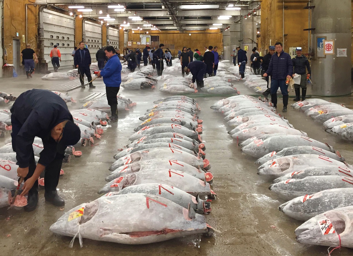 「TSUKIJI WONDERLAND（築地ワンダーランド）」 (c)2016松竹