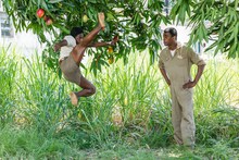 「ペレ 伝説の誕生」