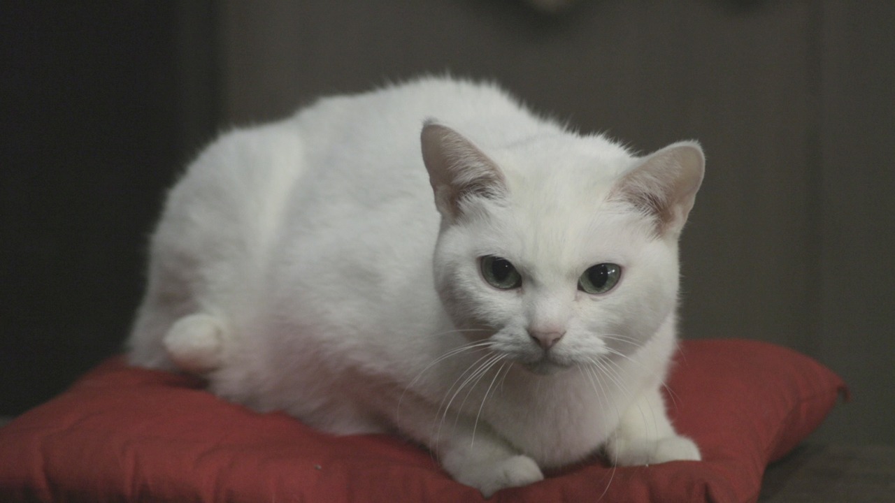 「猫侍 玉之丞、江戸へ行く」