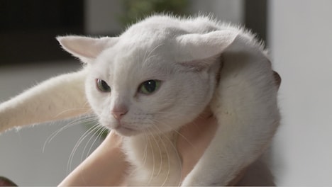 「猫侍 玉之丞、江戸へ行く」