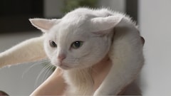 猫侍 スピンオフ特別映像 玉之丞の子猫時代や江戸に運ばれる姿を収録 映画ナタリー
