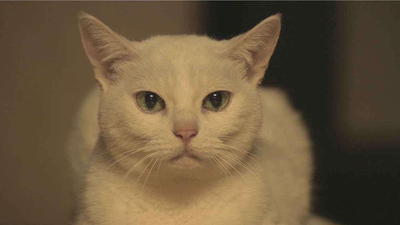 「猫侍 玉之丞、江戸へ行く」