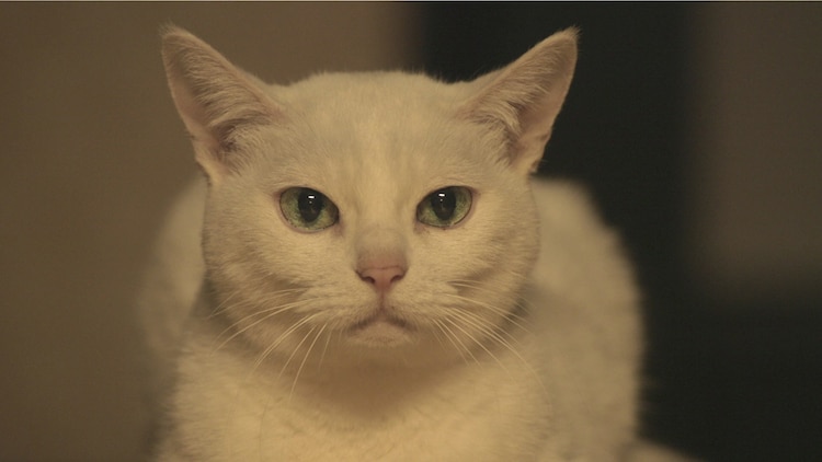 猫侍 スピンオフ特別映像 玉之丞の子猫時代や江戸に運ばれる姿を収録 映画ナタリー
