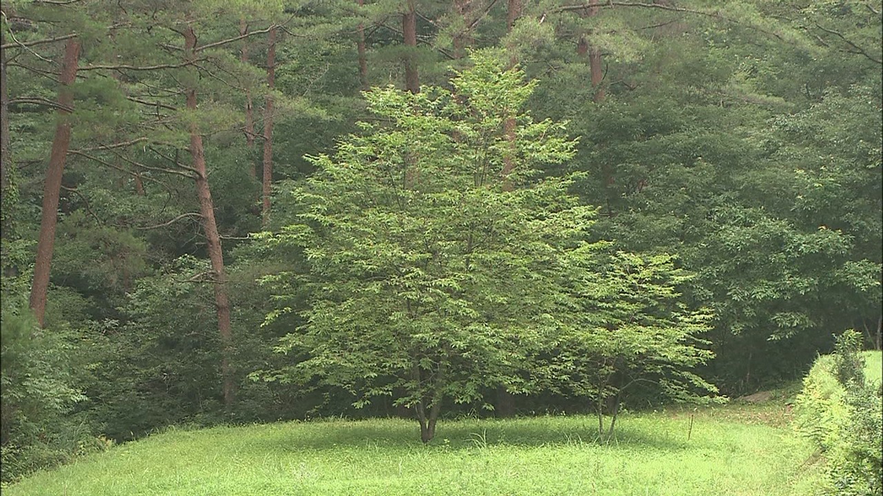 「ふたりの桃源郷」 (c)山口放送