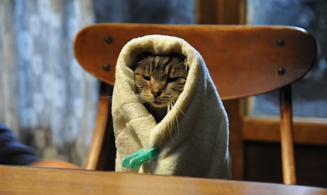 「世界から猫が消えたなら」より、“キャベツ巻き”のシーン。