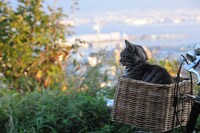 「世界から猫が消えたなら」