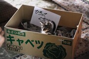 「世界から猫が消えたなら」