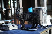 「世界から猫が消えたなら」