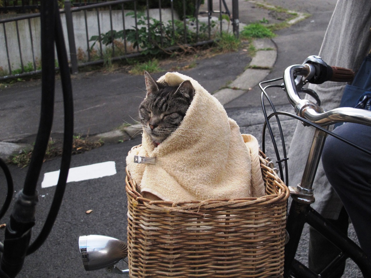 「世界から猫が消えたなら」
