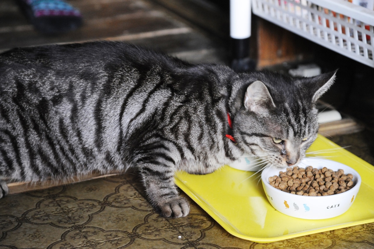 「世界から猫が消えたなら」