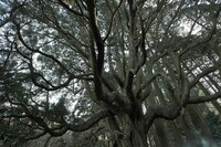 「マジックユートピア」