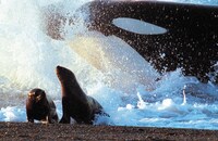 「ディープ・ブルー」 (c)BBC Worldwide 2003