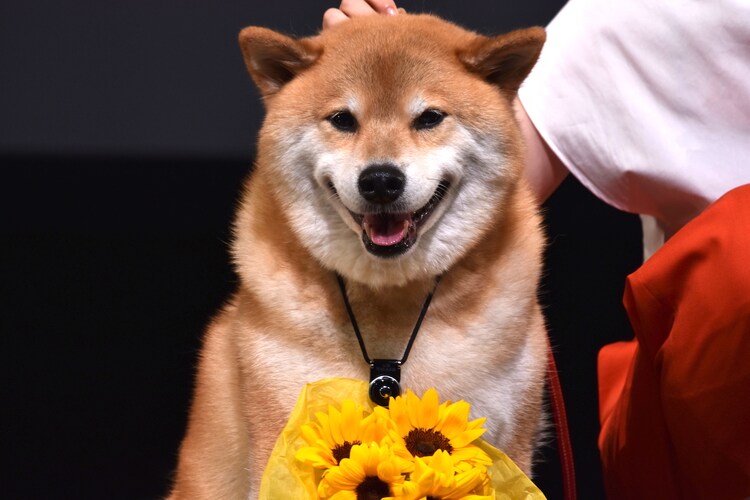 柴犬まる ペット イベントに柴犬まる登場 家入レオ モフモフで癒される 画像 動画ギャラリー 5 30 映画ナタリー 柴犬まる ペット イベントに柴犬まる登場 家入レオ モフモフで癒される 画像 動画ギャラリー 5 30 映画ナタリー