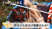「野生のなまはげ」