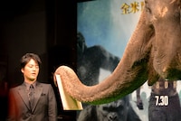 「ターザンの日」制定の賞状を、ゾウのランディから授与される桐谷健太。