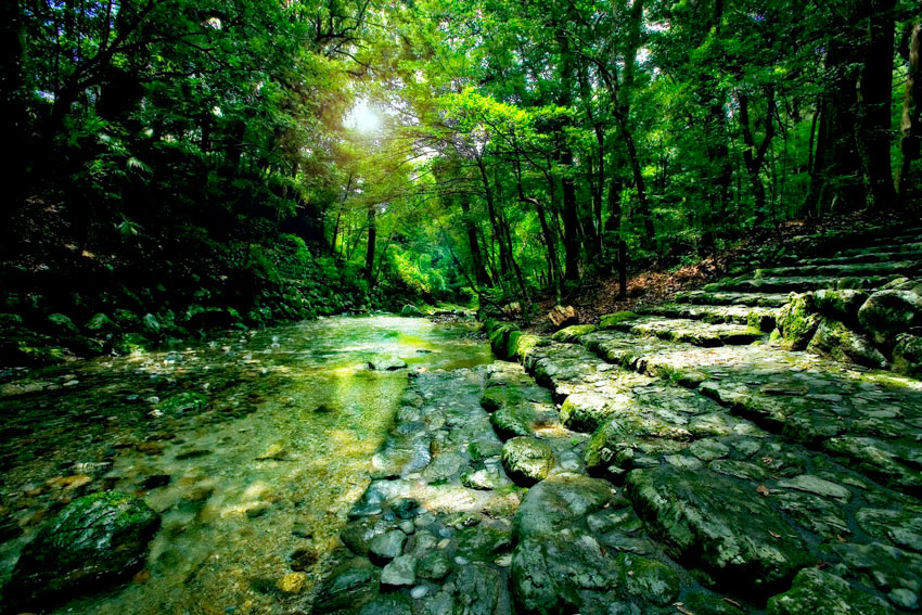 「うみやまあひだ 伊勢神宮の森から響くメッセージ」 (c)2014 Masaaki Miyazawa / Jingu all right reserved. (c)2014 Sustainable Investor