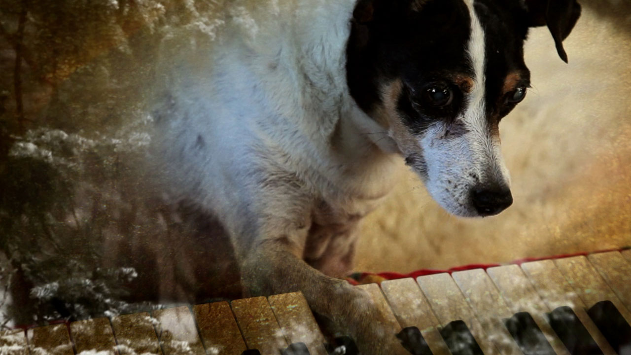 「ハート・オブ・ドッグ ～犬が教えてくれた人生の練習～」