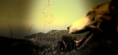 「ハート・オブ・ドッグ ～犬が教えてくれた人生の練習～」