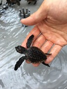 すみだ水族館で展示されるアカウミガメの赤ちゃん。
