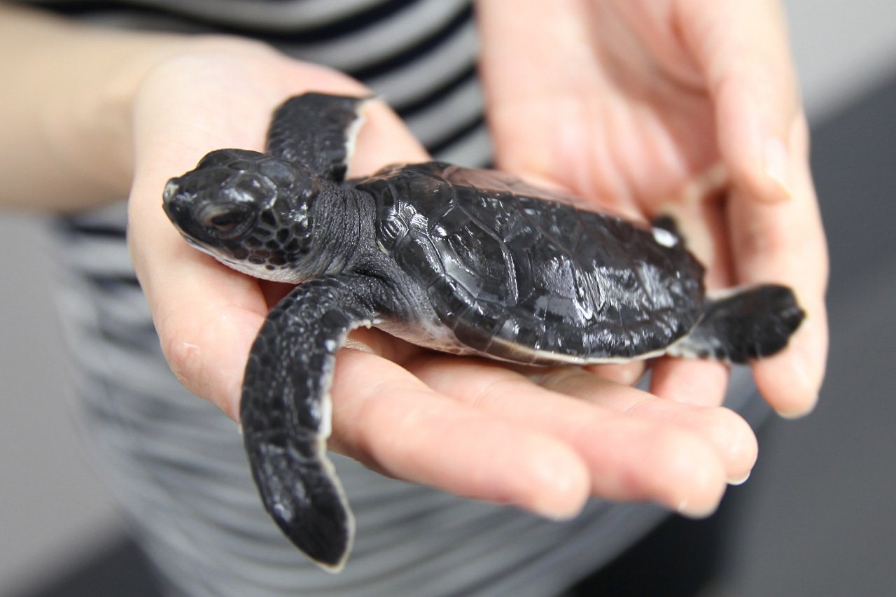 すみだ水族館で展示されるアオウミガメの赤ちゃん。