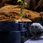 「ファンタスティック・ビースト」魔法動物が続々登場する新着映像