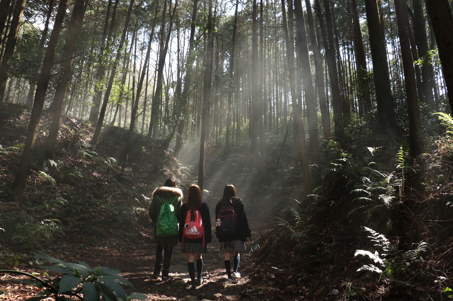 「fuji_jukai.mov」 (c)吉本興業