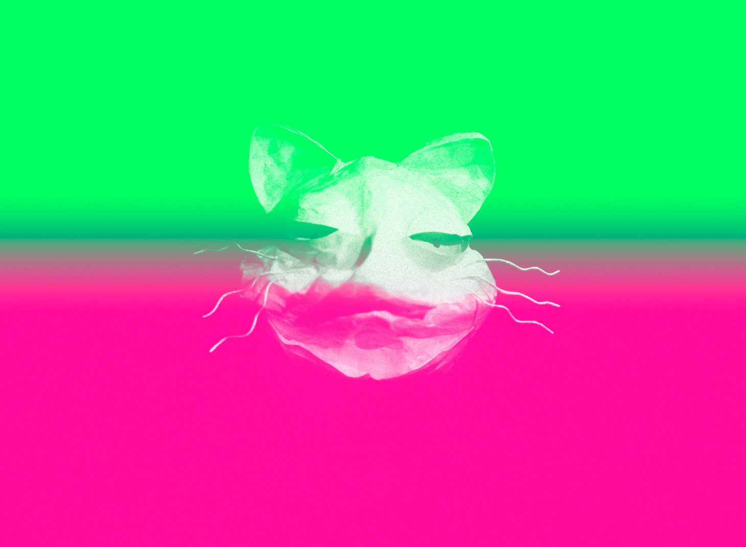 「はるねこ」ビジュアル