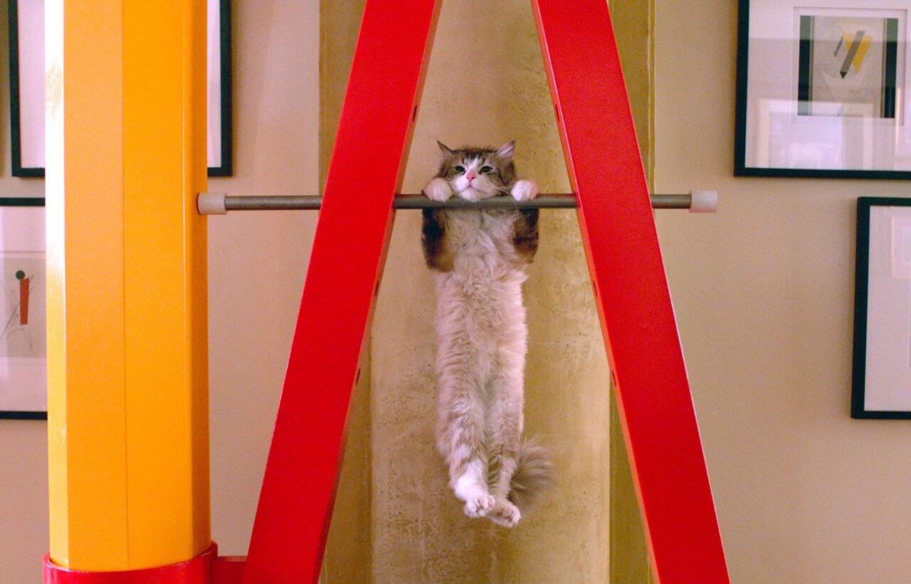 「メン・イン・キャット」