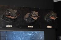 平成ガメラ3部作の撮影で実際に使用されたガメラヘッド。