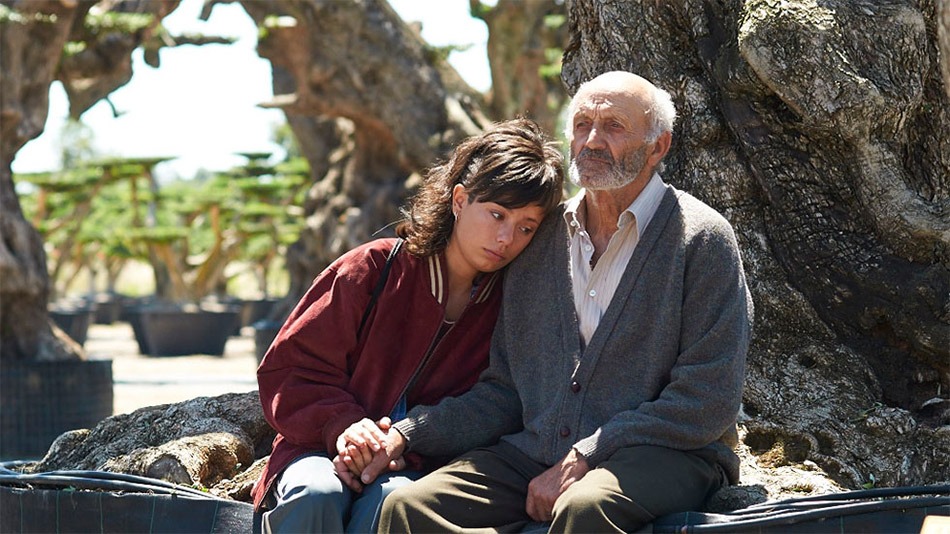 「THE OLIVE TREE」
