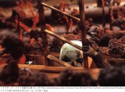 「ブラザーズ・クエイ短編作品集 III」