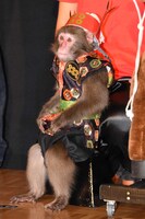 日光さる軍団の猿。