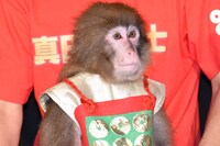 日光さる軍団の猿。