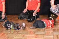 加藤の刀でバタリと倒れた猿。