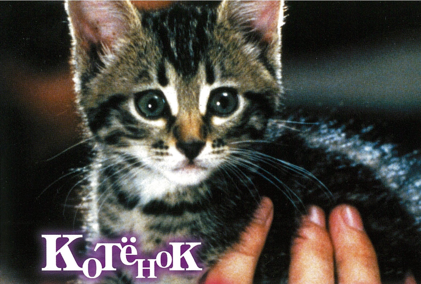 「こねこ」 (c)ロシア映画社