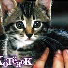 吉祥寺の猫カフェで「猫だらけ映画上映会」開催、ロシア映画「こねこ」を鑑賞