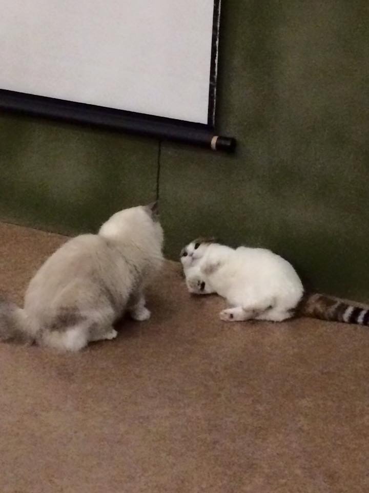 過去の上映会の様子。