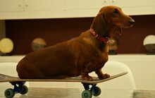 「トッド・ソロンズの子犬物語」