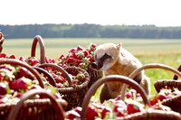 「世界でいちばんのイチゴミルクのつくり方」