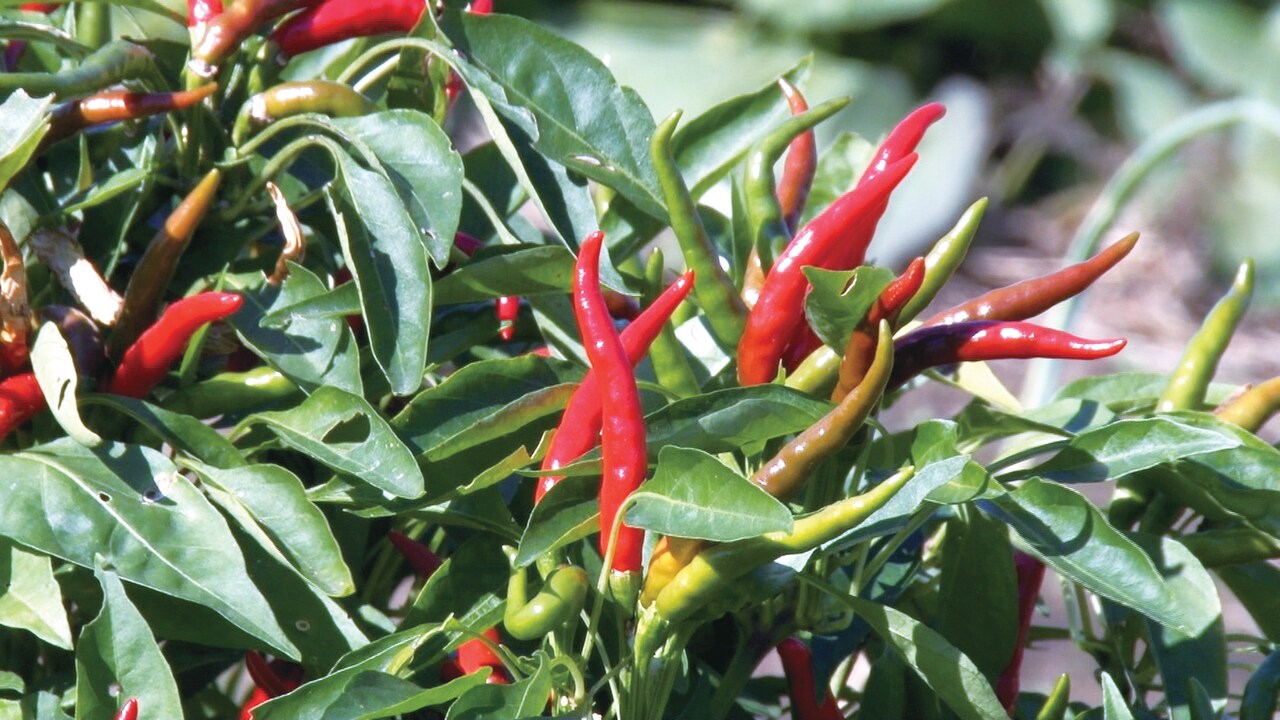 「カレーライスを一から作る」