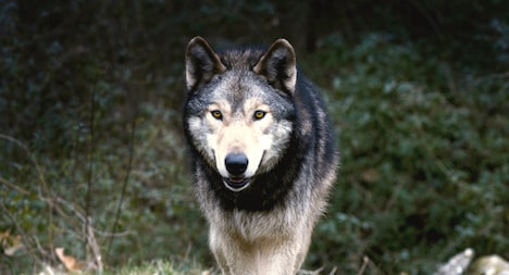 「ワイルド わたしの中の獣」 (c)2014 Heimatfilm GmbH + Co KG