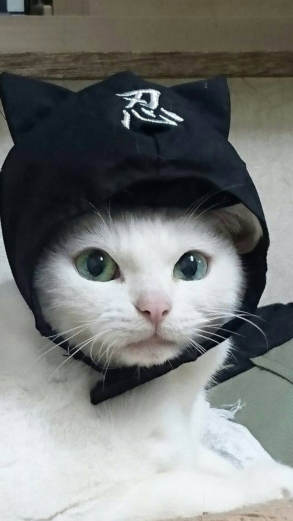「猫忍」ドラマ版に友情出演するあなご。